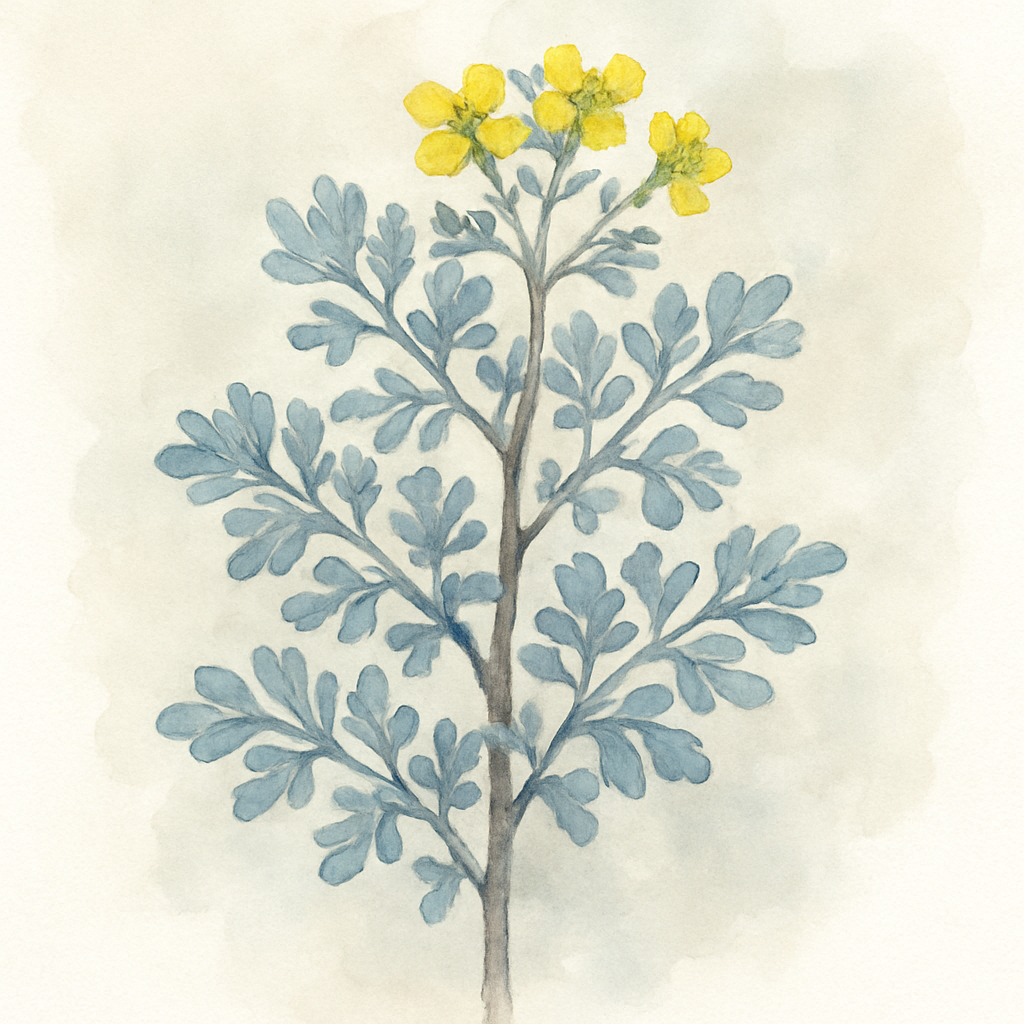 Ruta graveolens 'Jackman’s Blue'