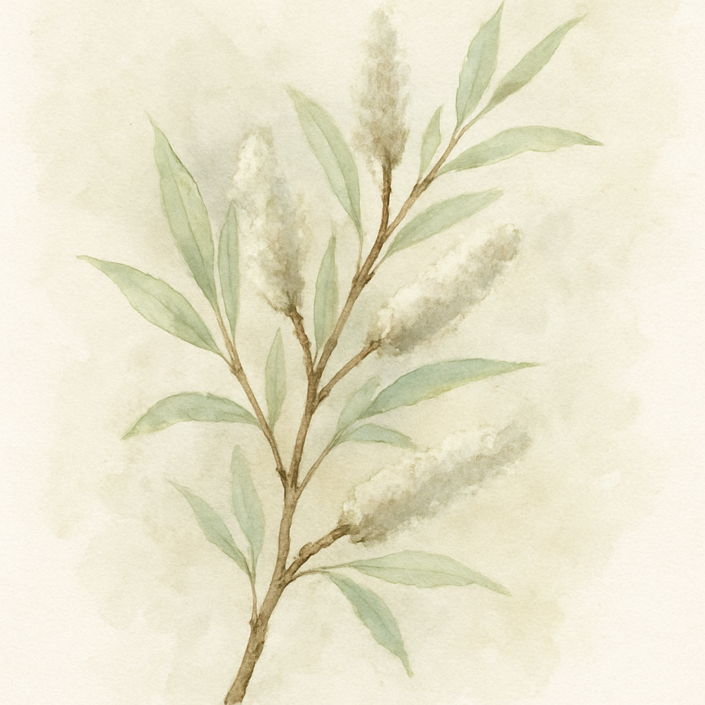 Salix cashmeriana