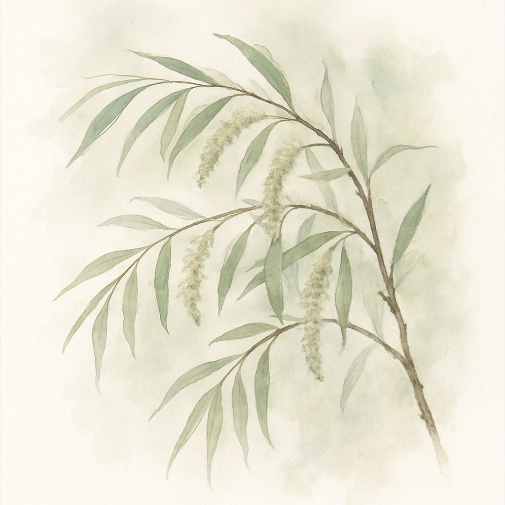 Salix 'Iceberg Alley'