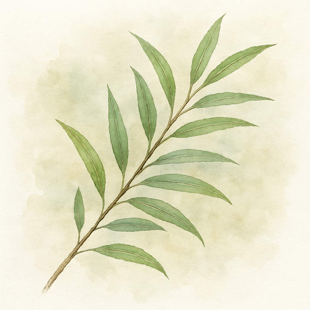 Salix nakamurana yezoalpina