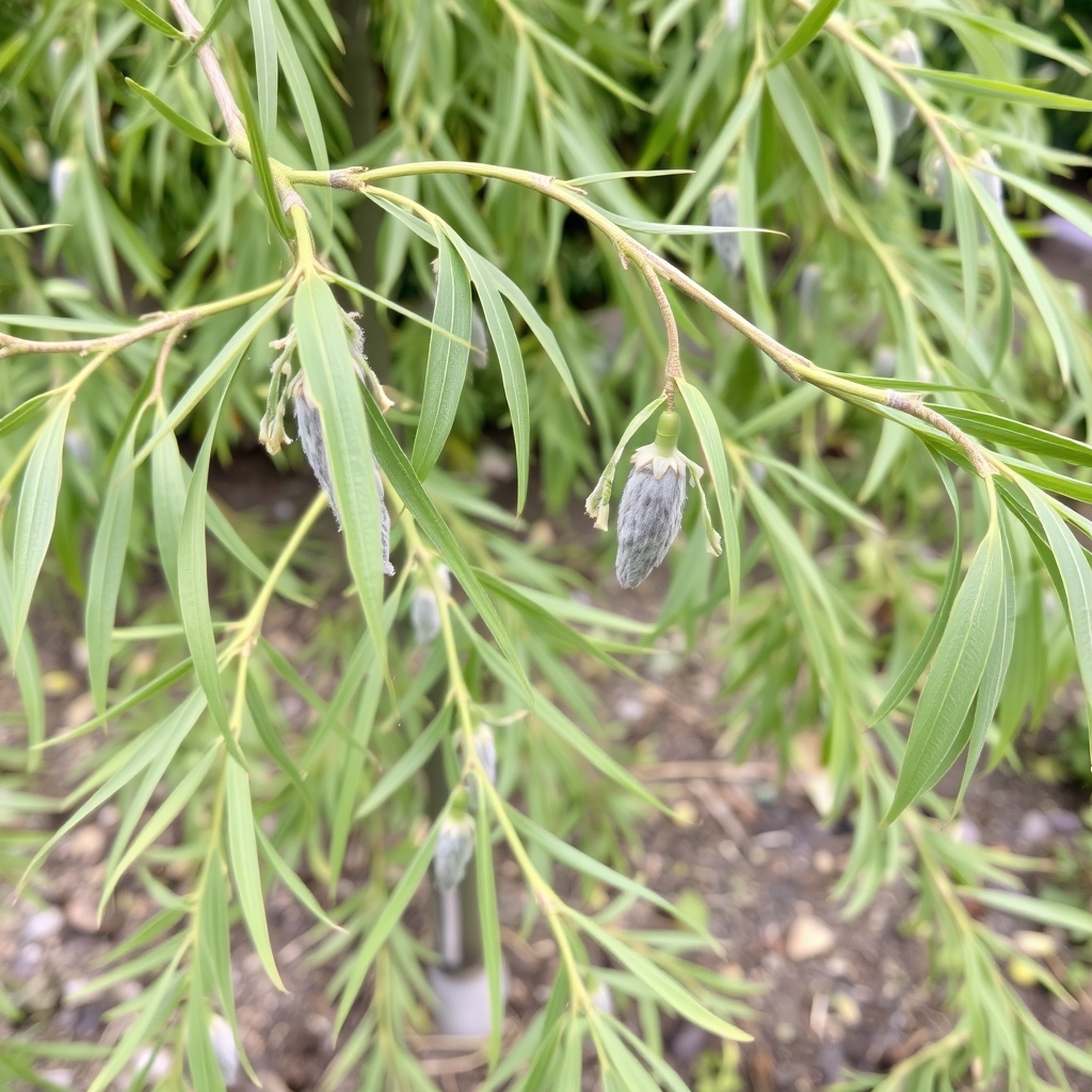 Salix