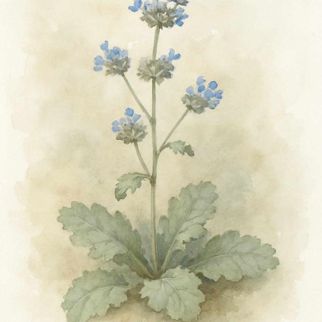Salvia ‘Columbariae’