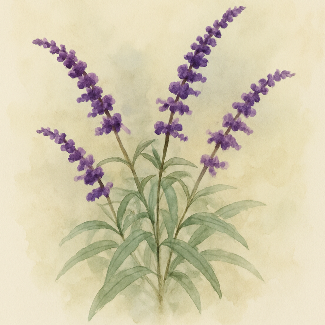 Salvia leucantha 'Purple Velvet'