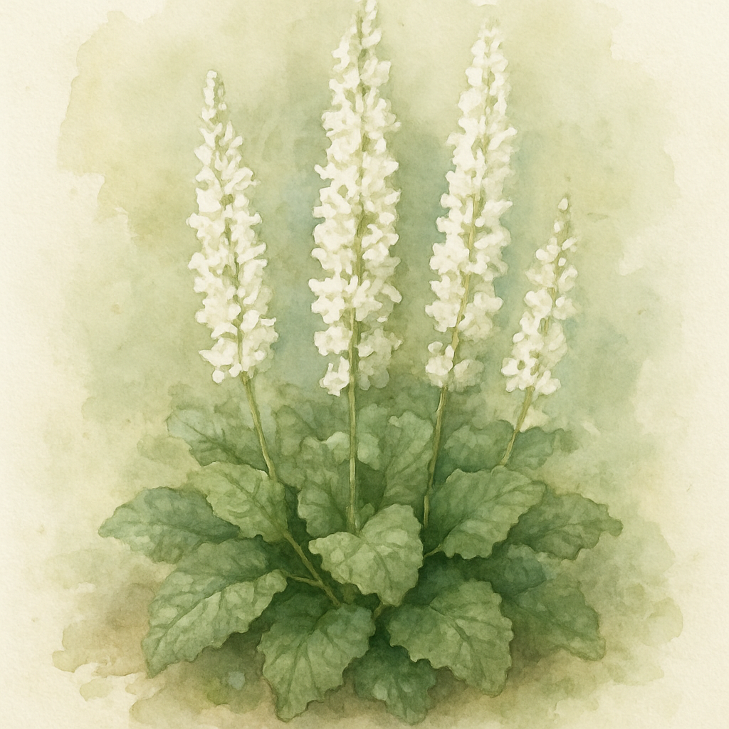 Salvia Schneehugel