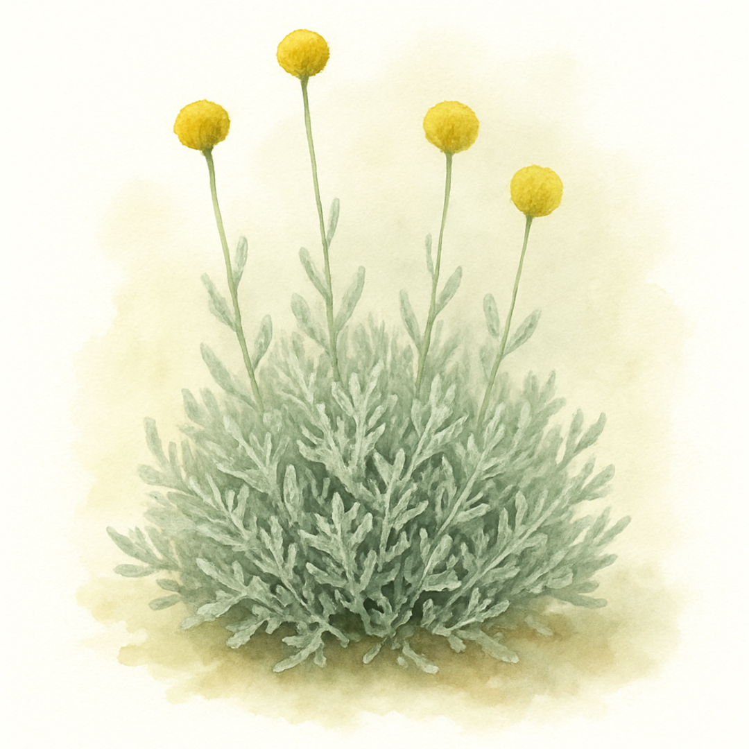 Santolina Cotton Lavender Hardy Evergreen Shrub Plant