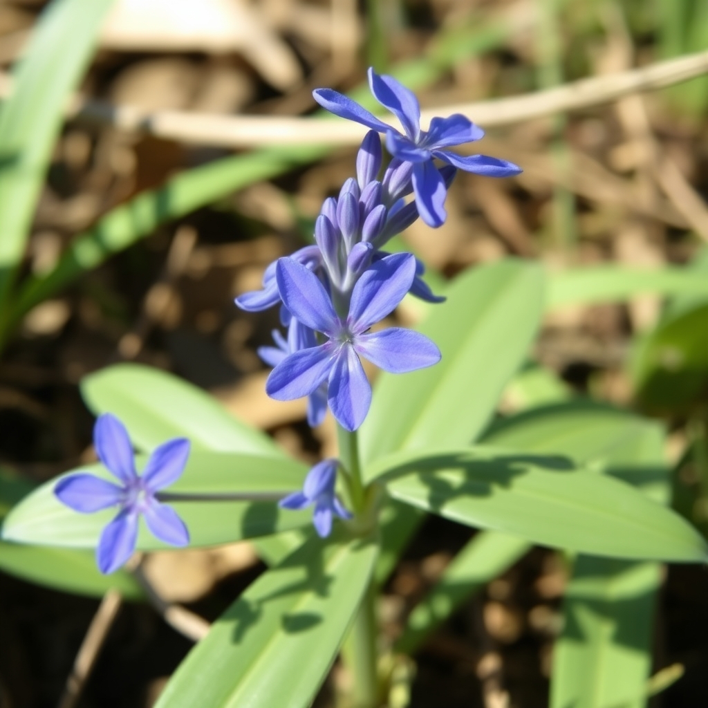Scilla bifolia