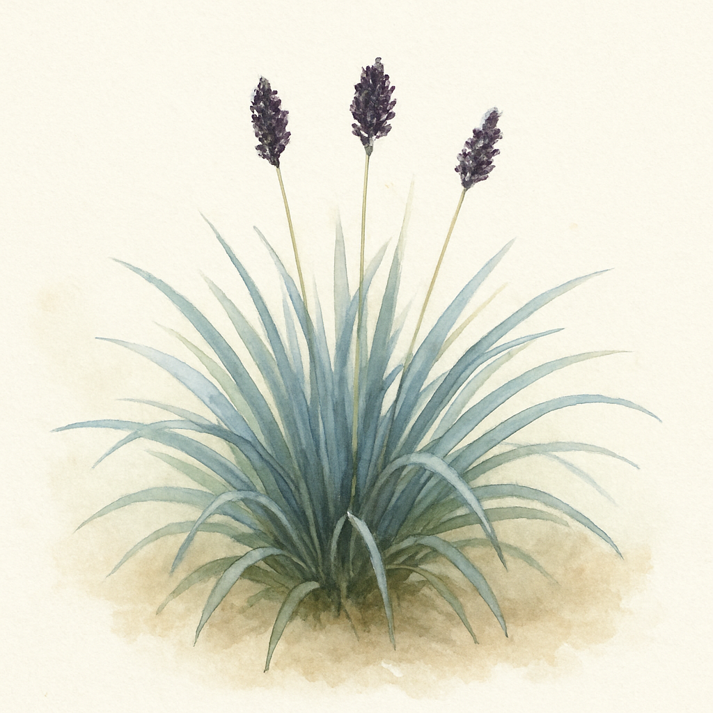 Sesleria caerulea