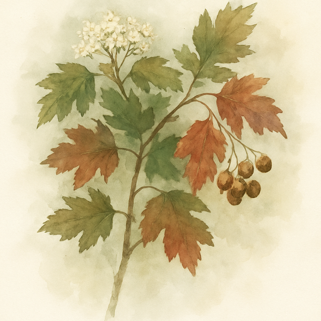 Sorbus torminalis Wild Service Tree