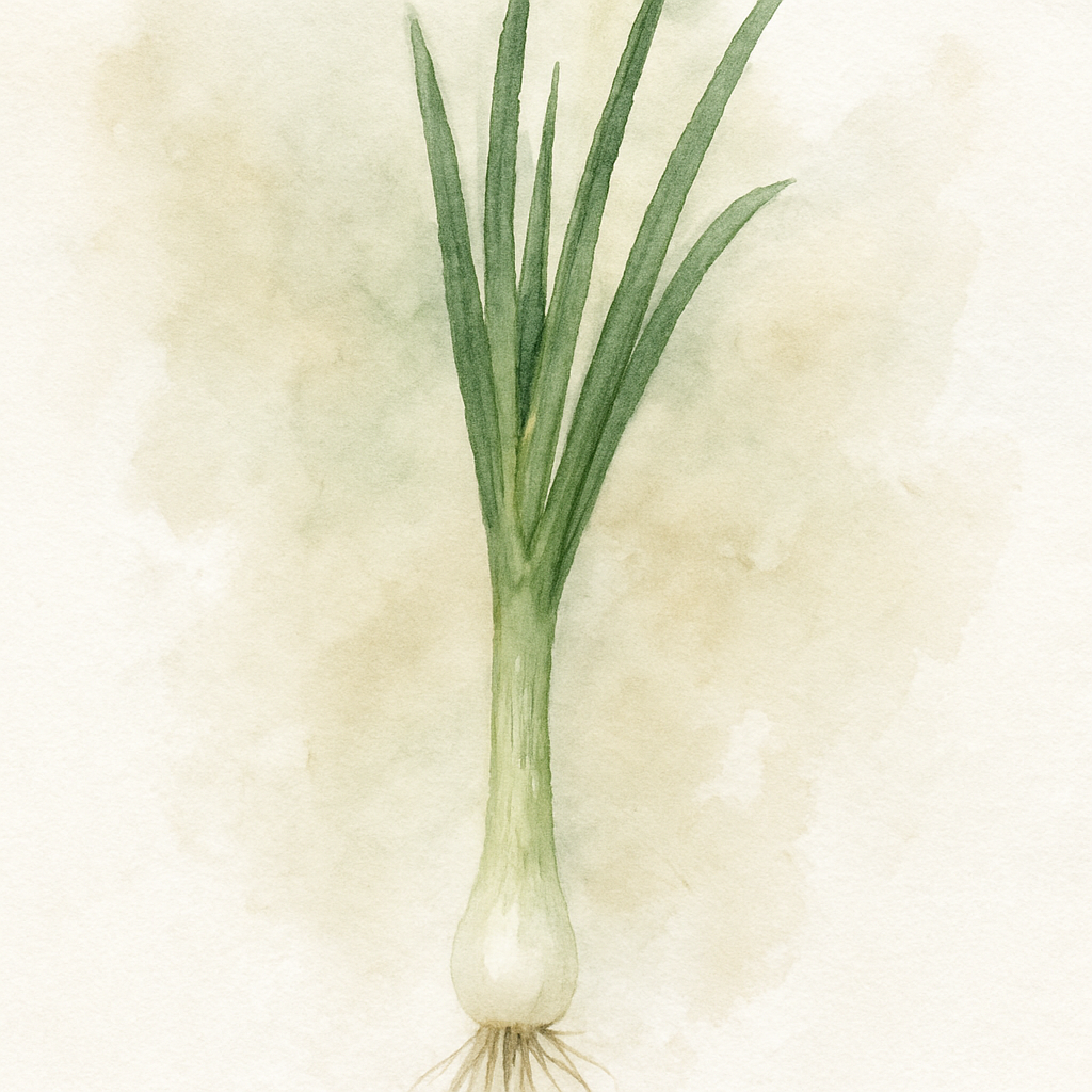 Spring Onion White Lisbon