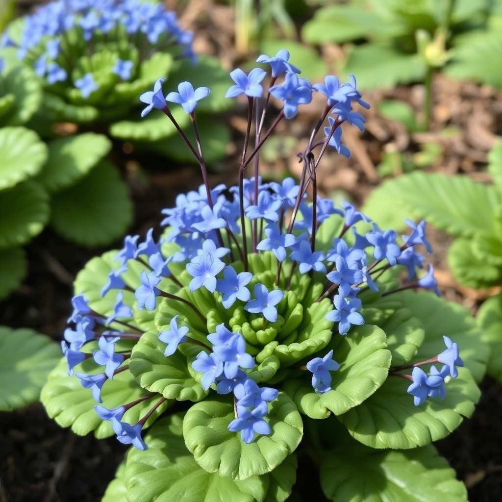 Streptocarpus Falling Stars