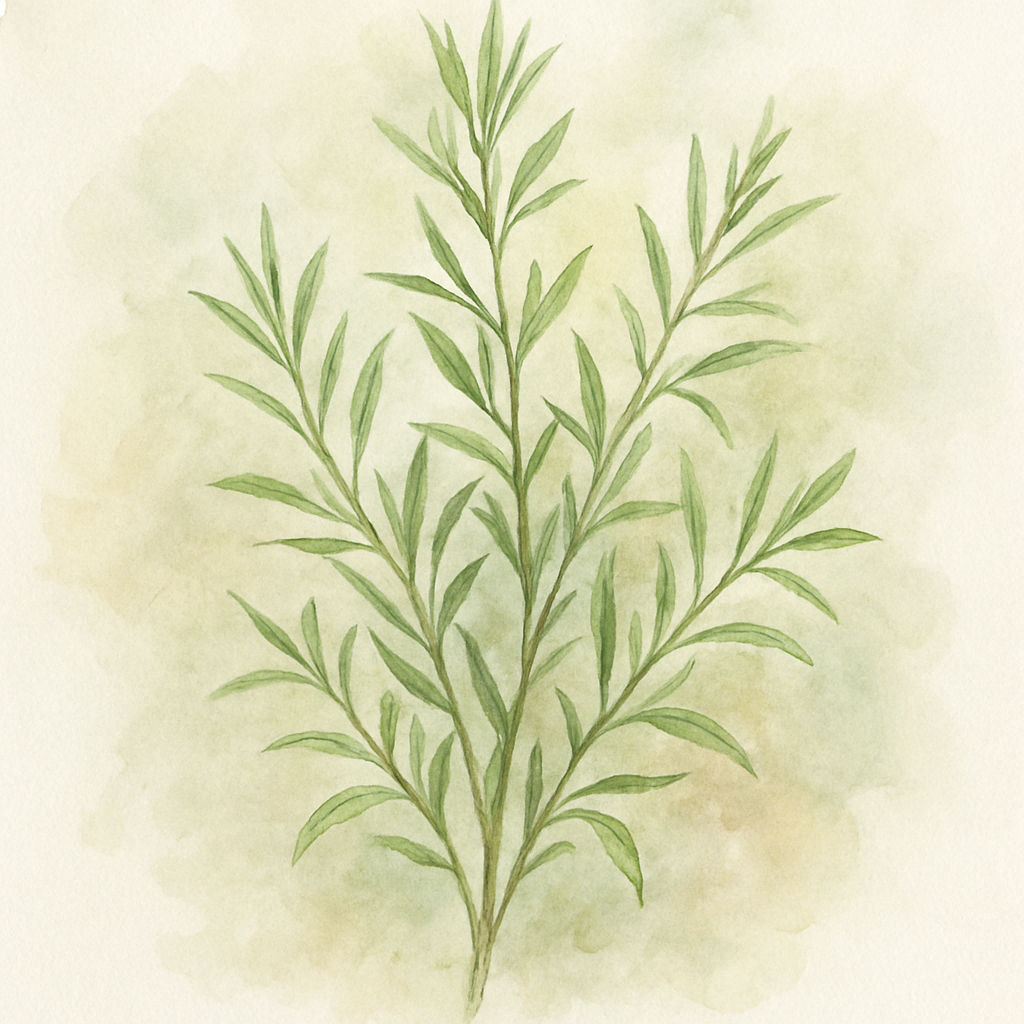 Artemisia dracunculus