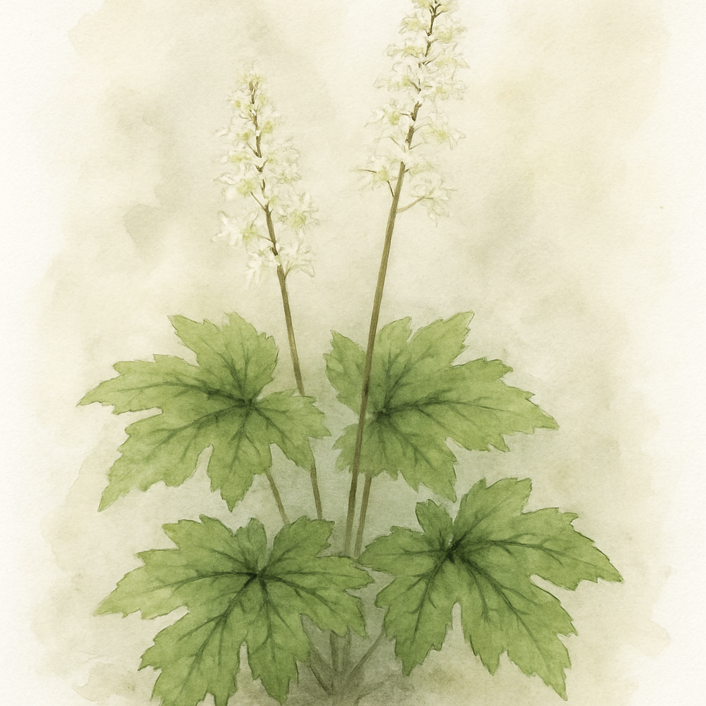 Tiarella ‘Angel Wings’