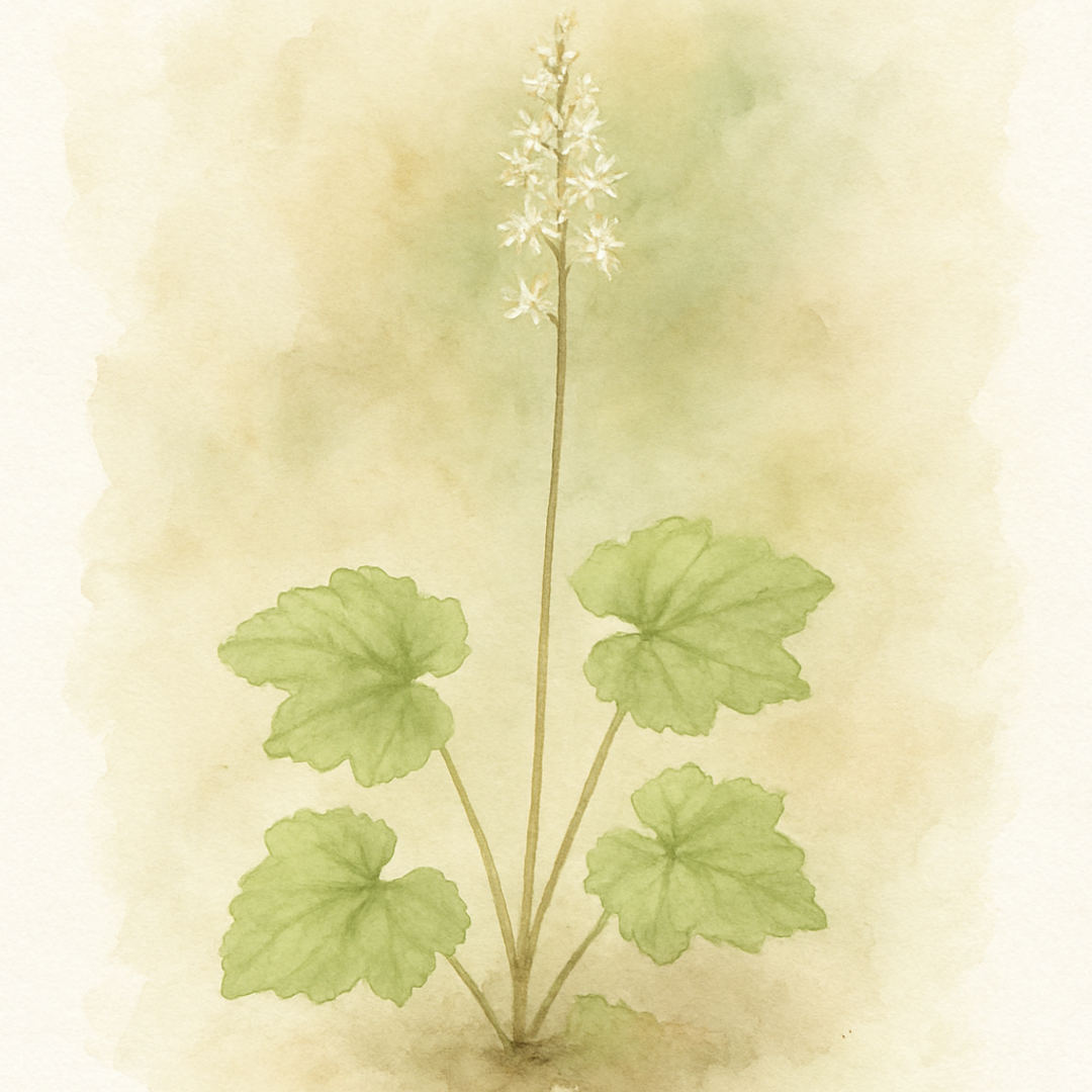 Tiarella cordifolia