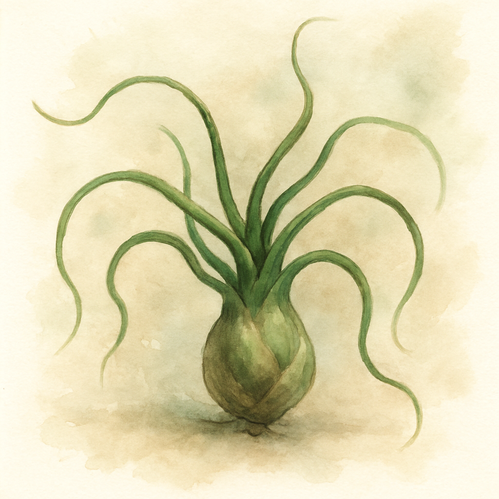 Tillandsia bulbosa