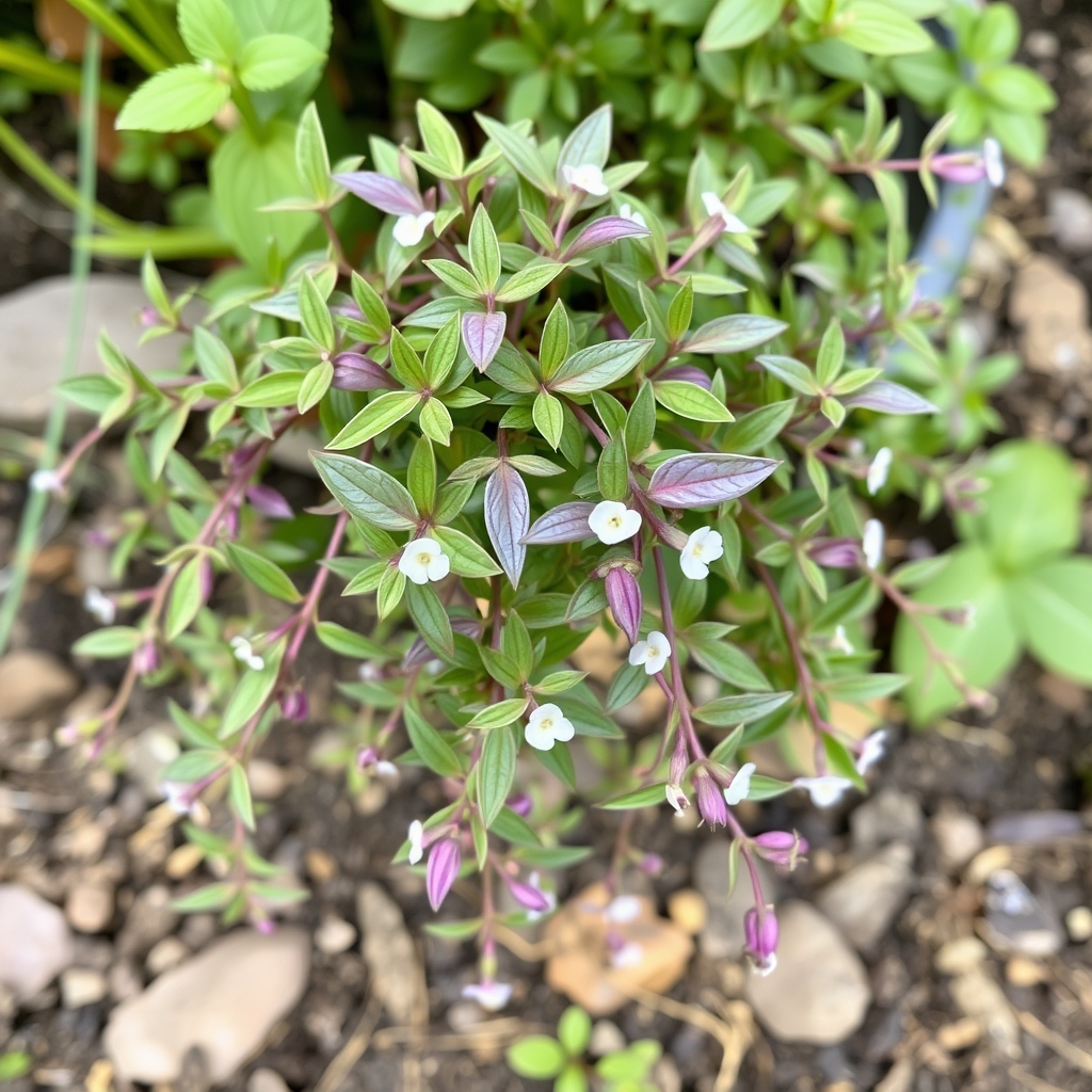 Gibasis Jose Puig tradescantia family