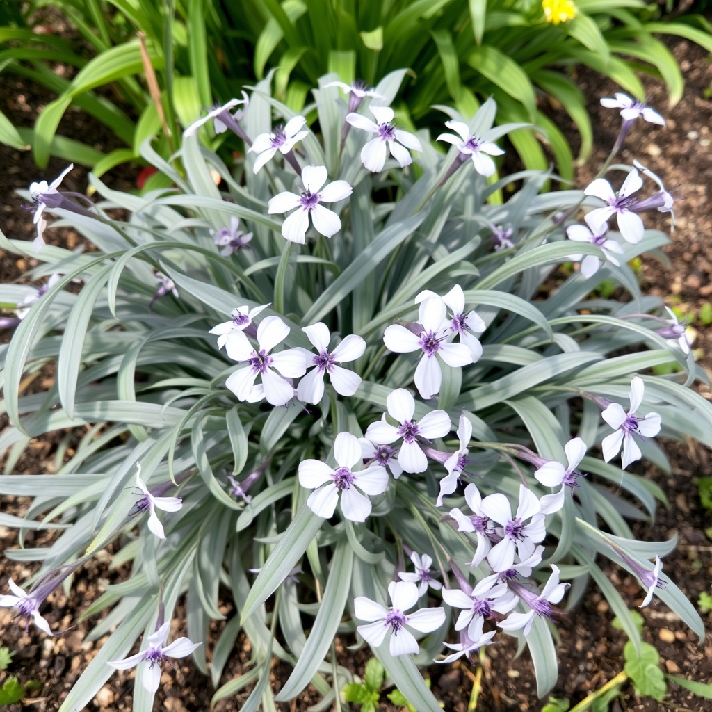 Tradescantia Osprey