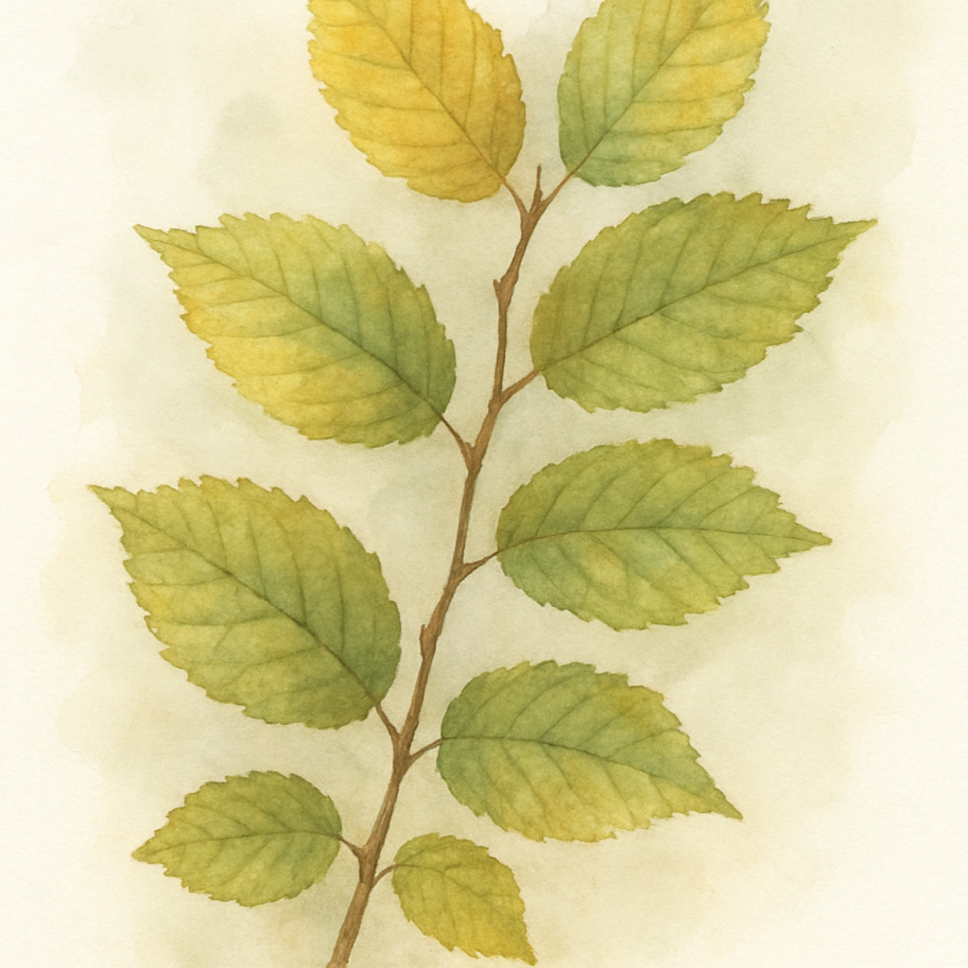 Ulmus x hollandica 'Wredei' Tree