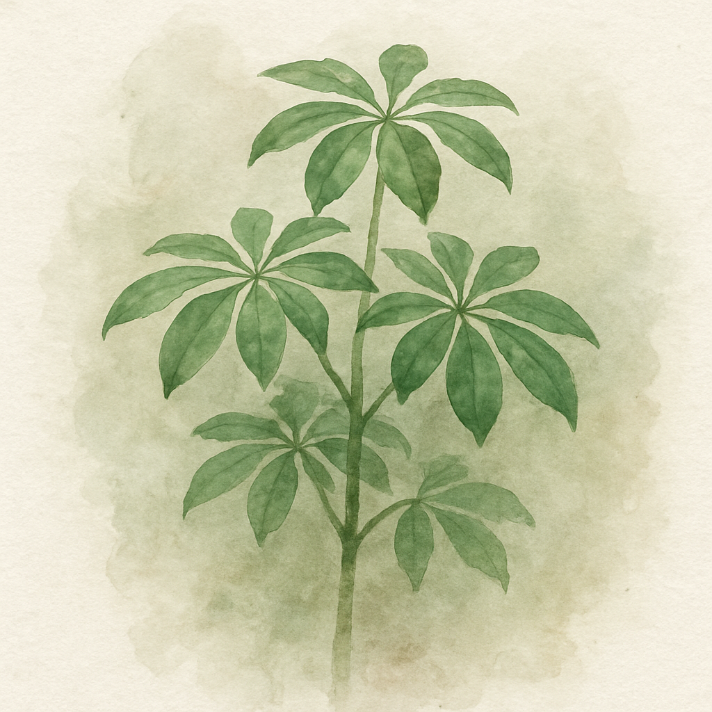 Umbrella Plant