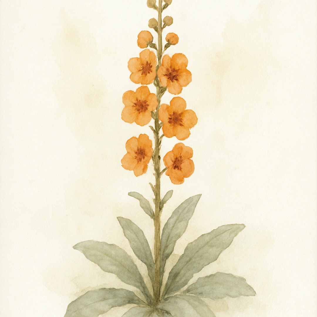 Verbascum ‘Clementine’ (mullein)