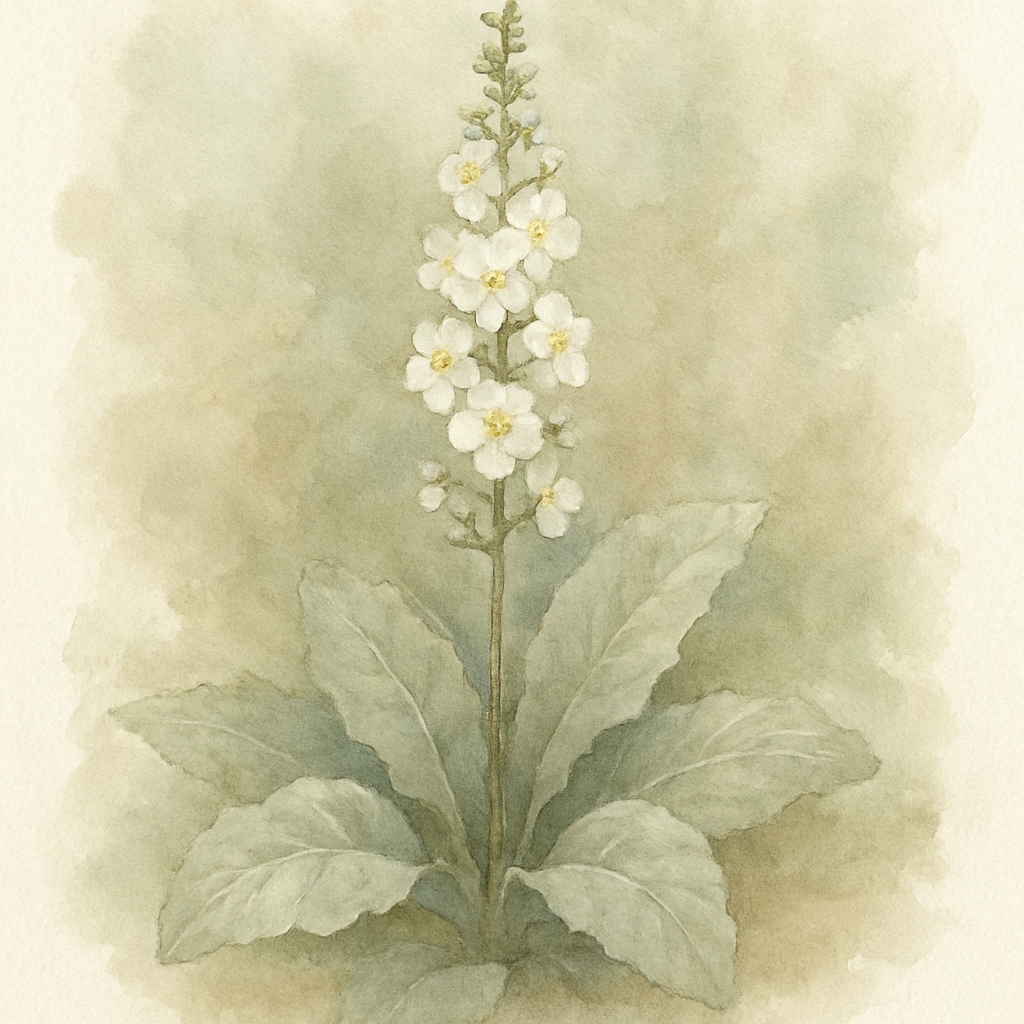 Verbascum blattaria f. albiflorum