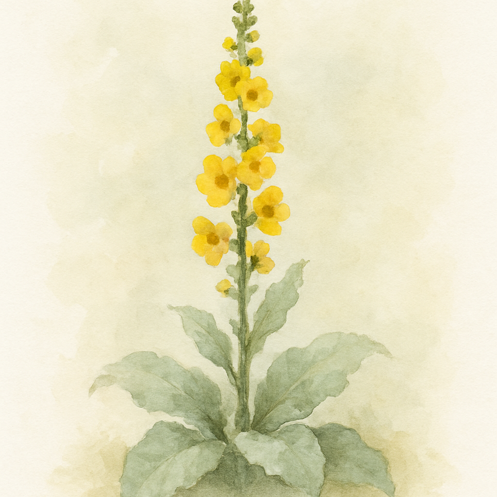 Verbascum 'Golden Wings'