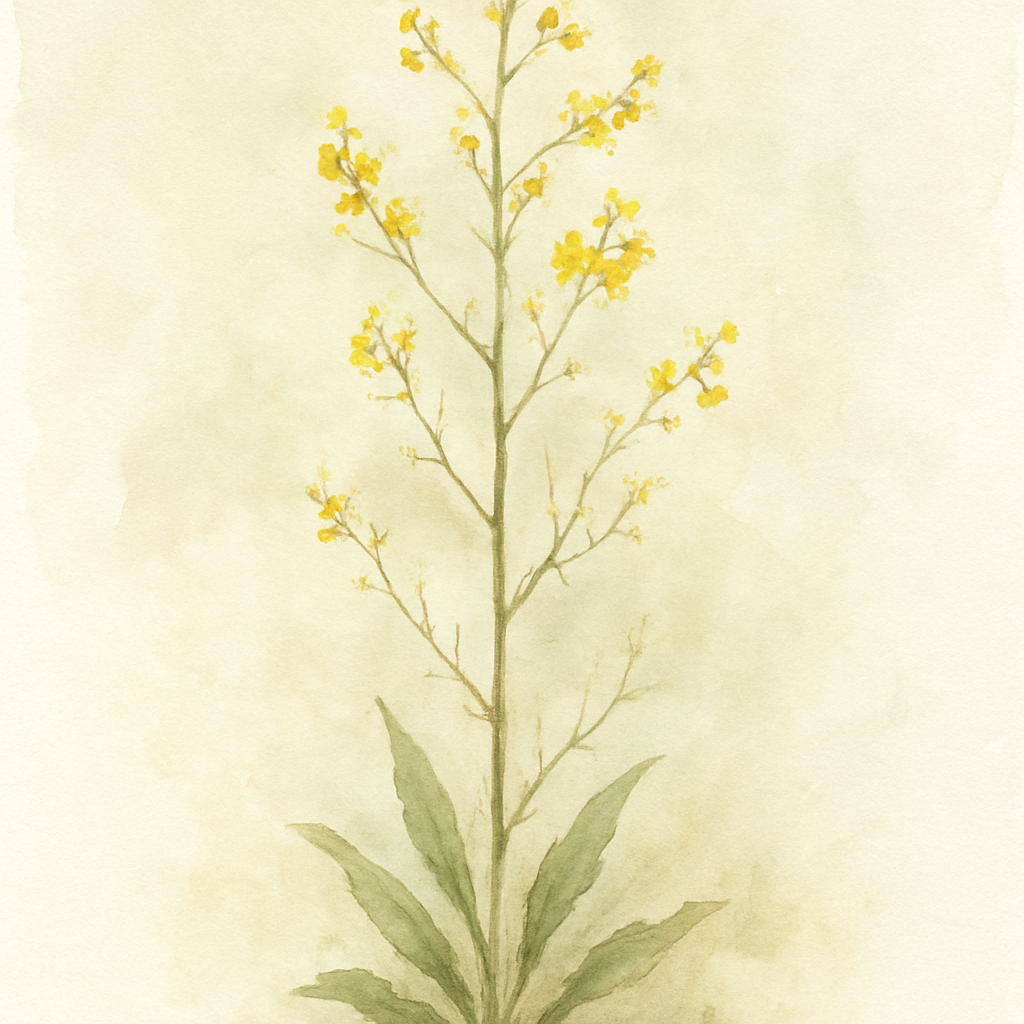 Verbascum virgatum
