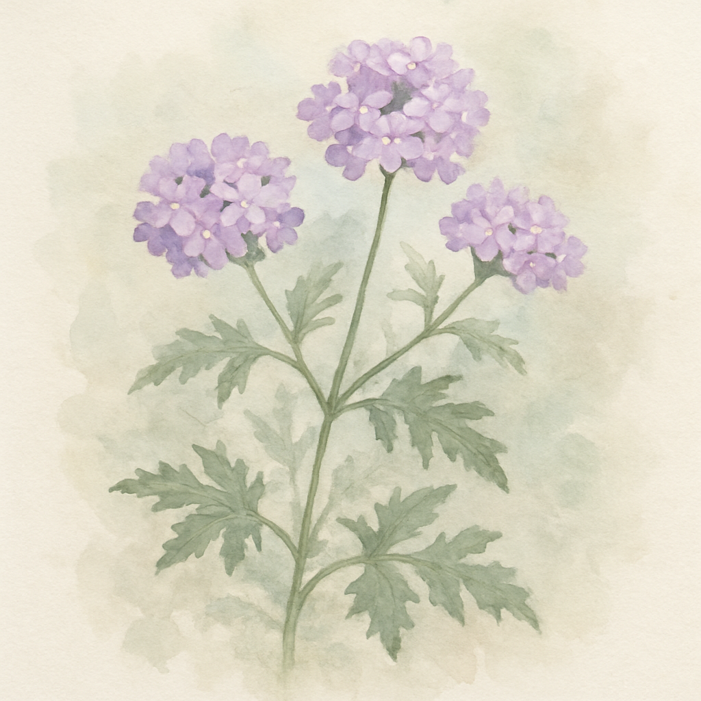 Verbena ‘Lavender Lace’