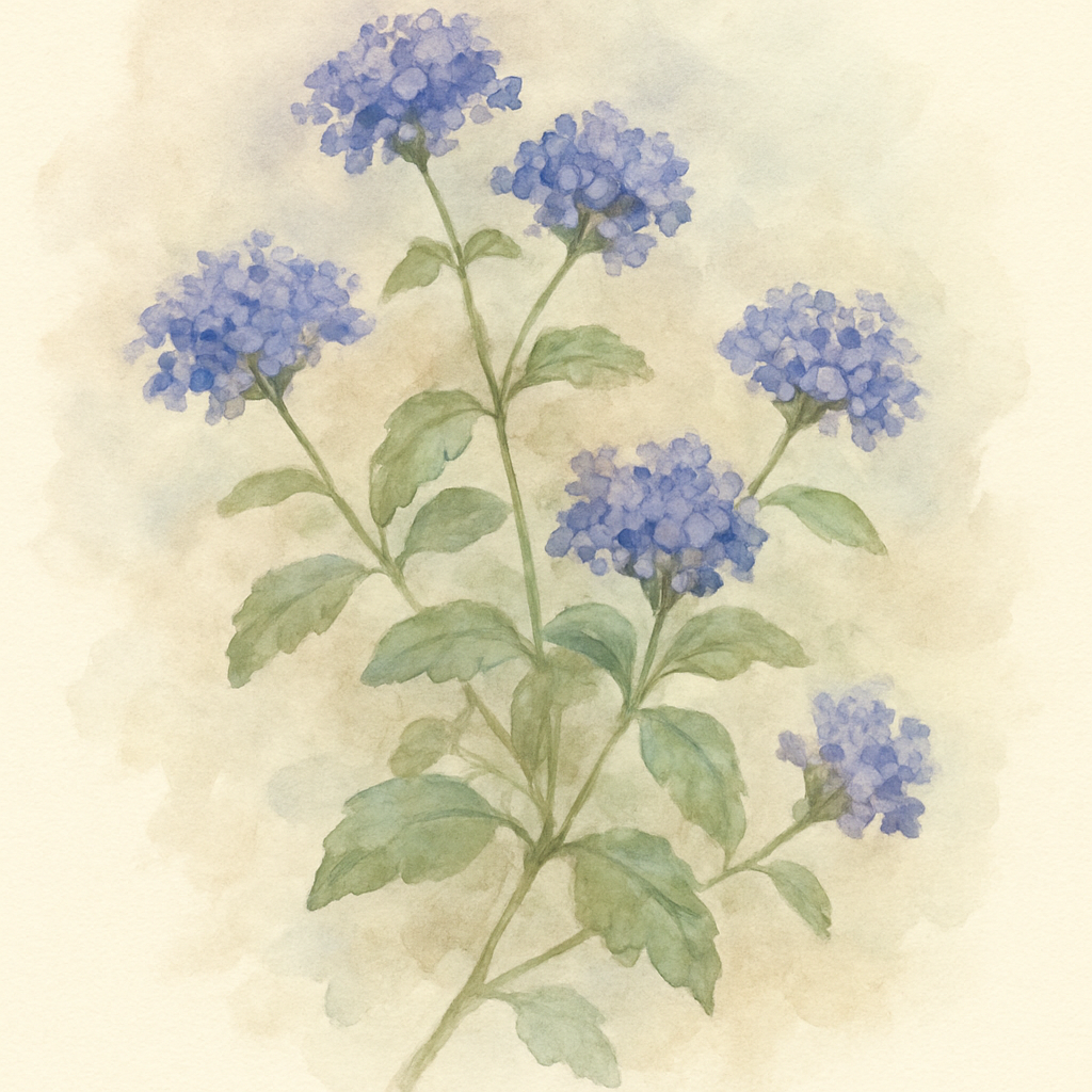 Verbena Blue Basket Plants