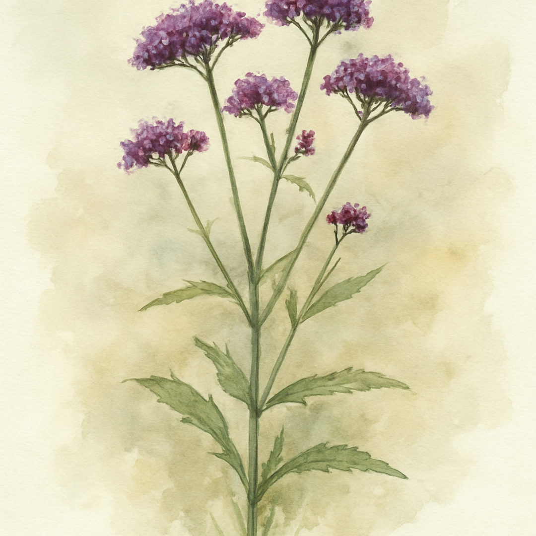 Verbena bonariensis ‘Meteor Shower’
