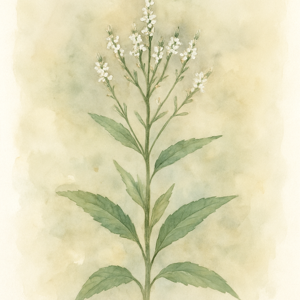 Verbena hastata ‘White Spires’