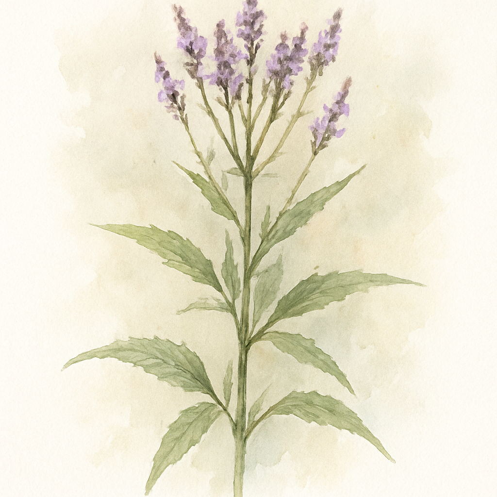 Verbena hastata