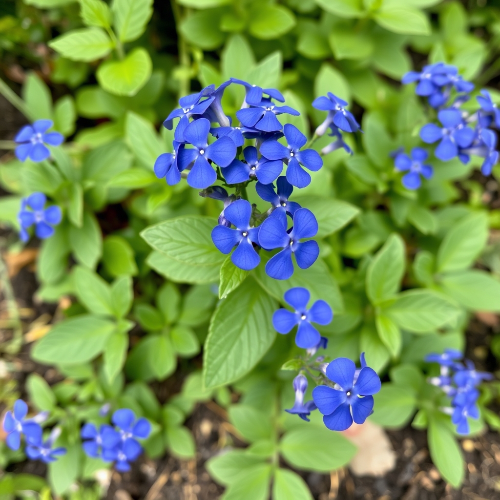 Verbena Lanai Blue Denim UK Grown 3 x Recyclable Pots
