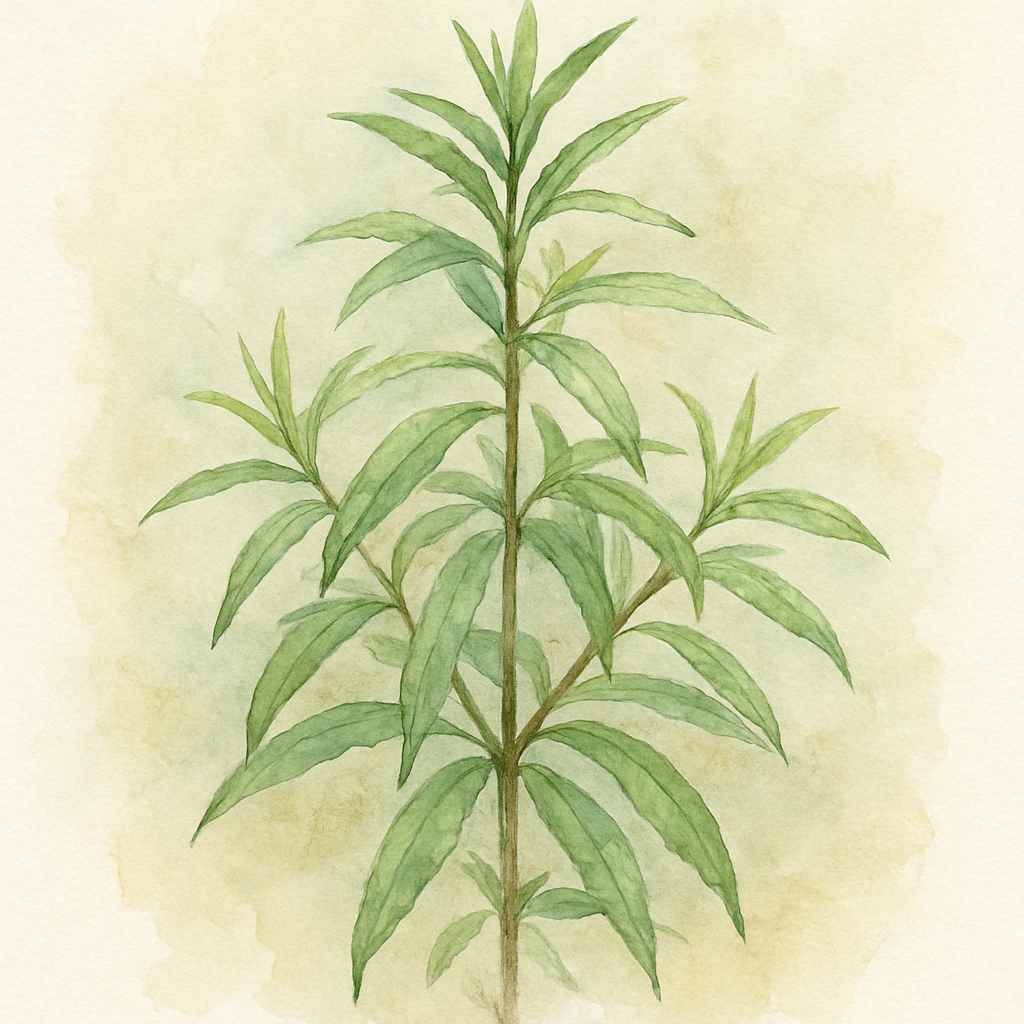 Lemon Verbena