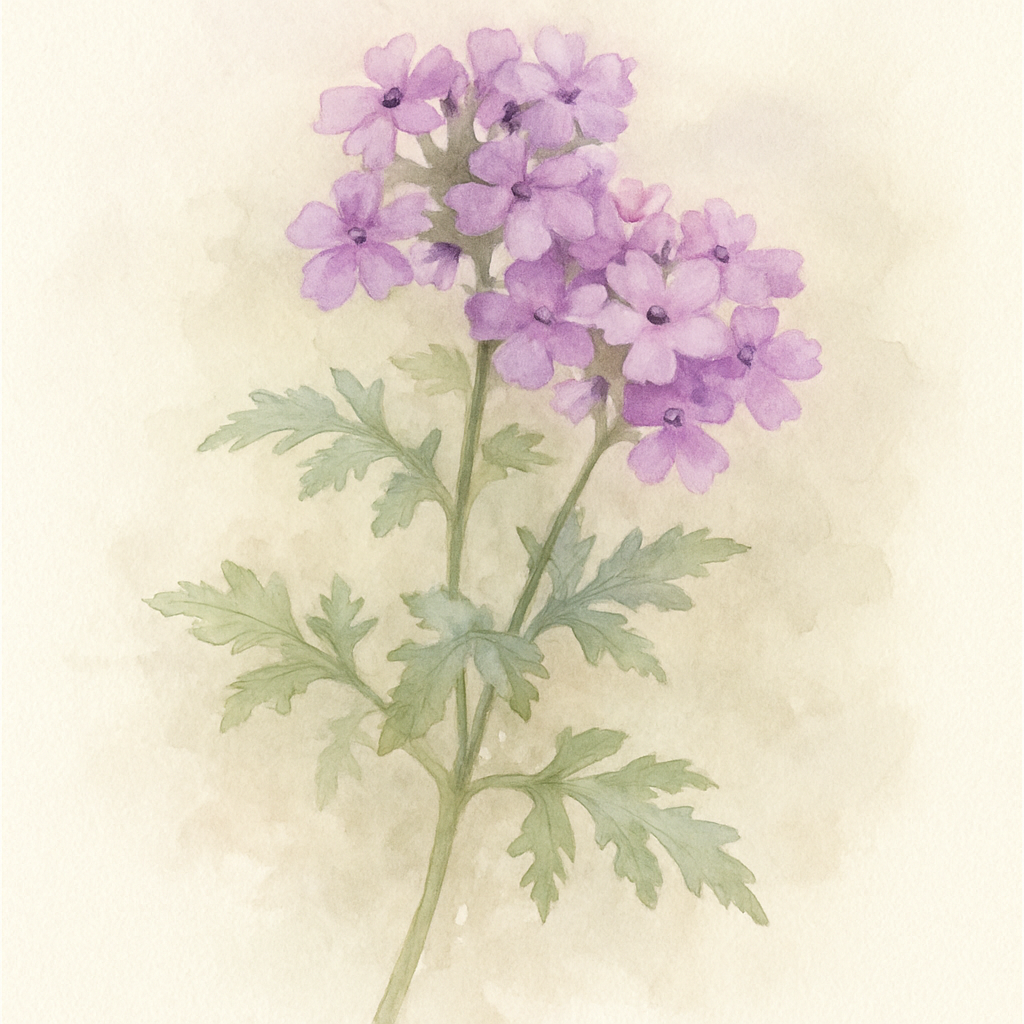 Verbena Lilac Bedding Plants