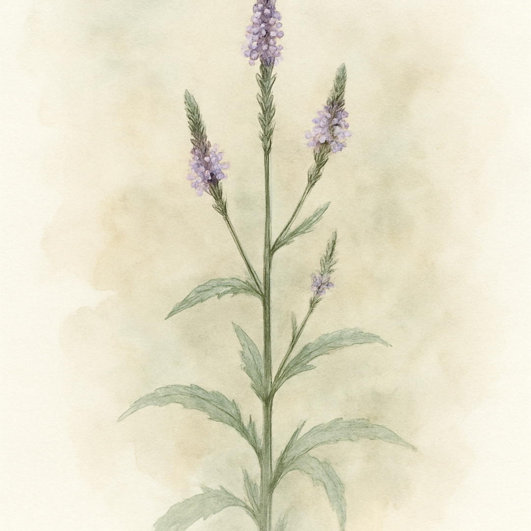 Verbena macdougalii 'Lavender Spires'