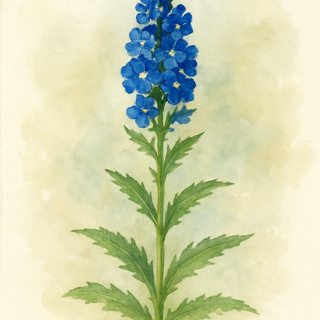 Veronica austriaca subsp. teucrium 'Royal Blue'