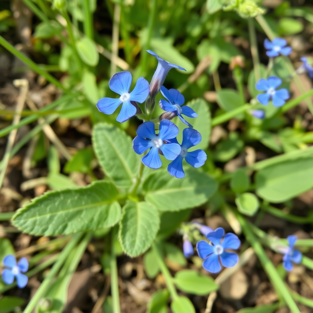 GERMANDER SPEEDWELL Veronica chamaedrys
