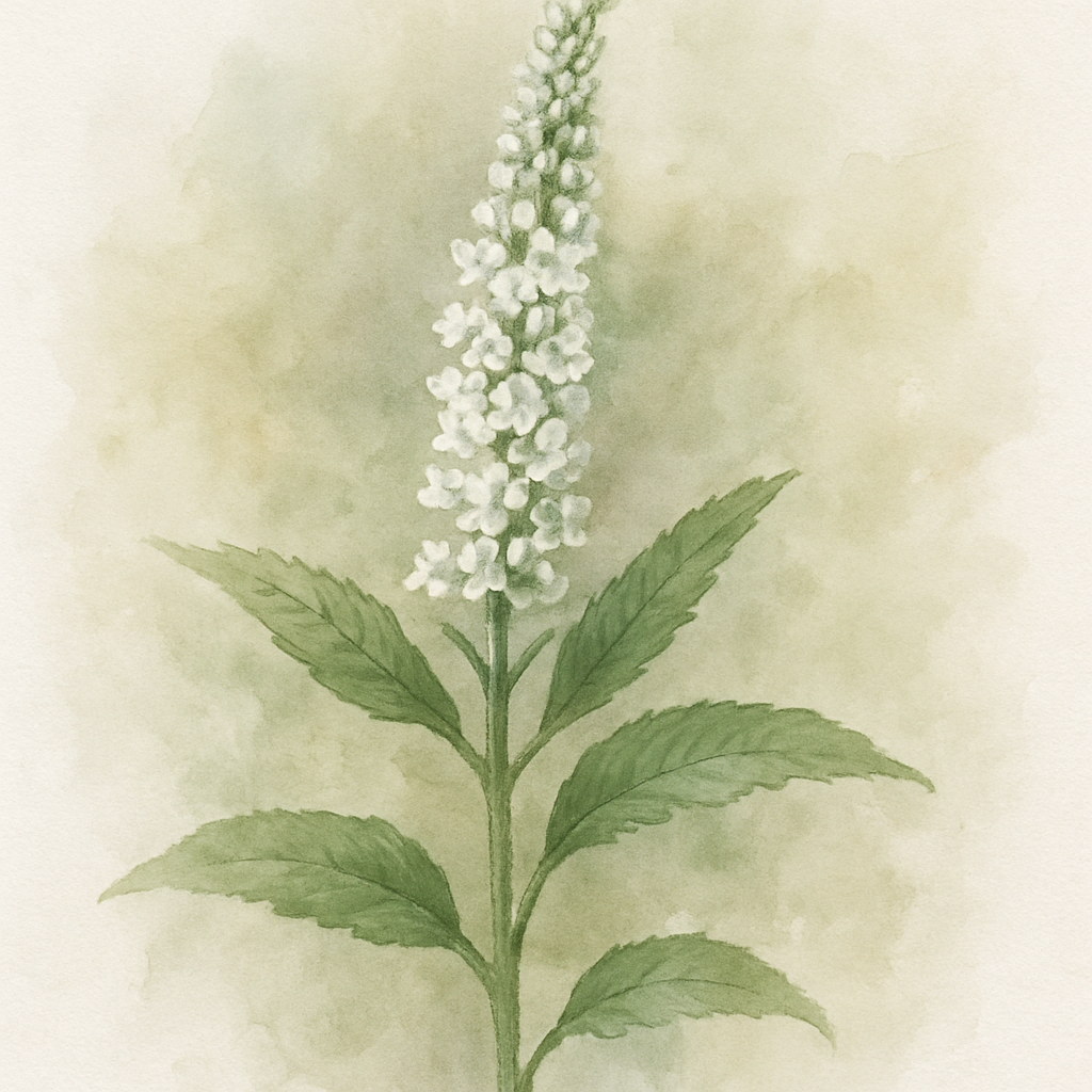 Veronica longifolia 'Alba'- Hardy Perennial Plant