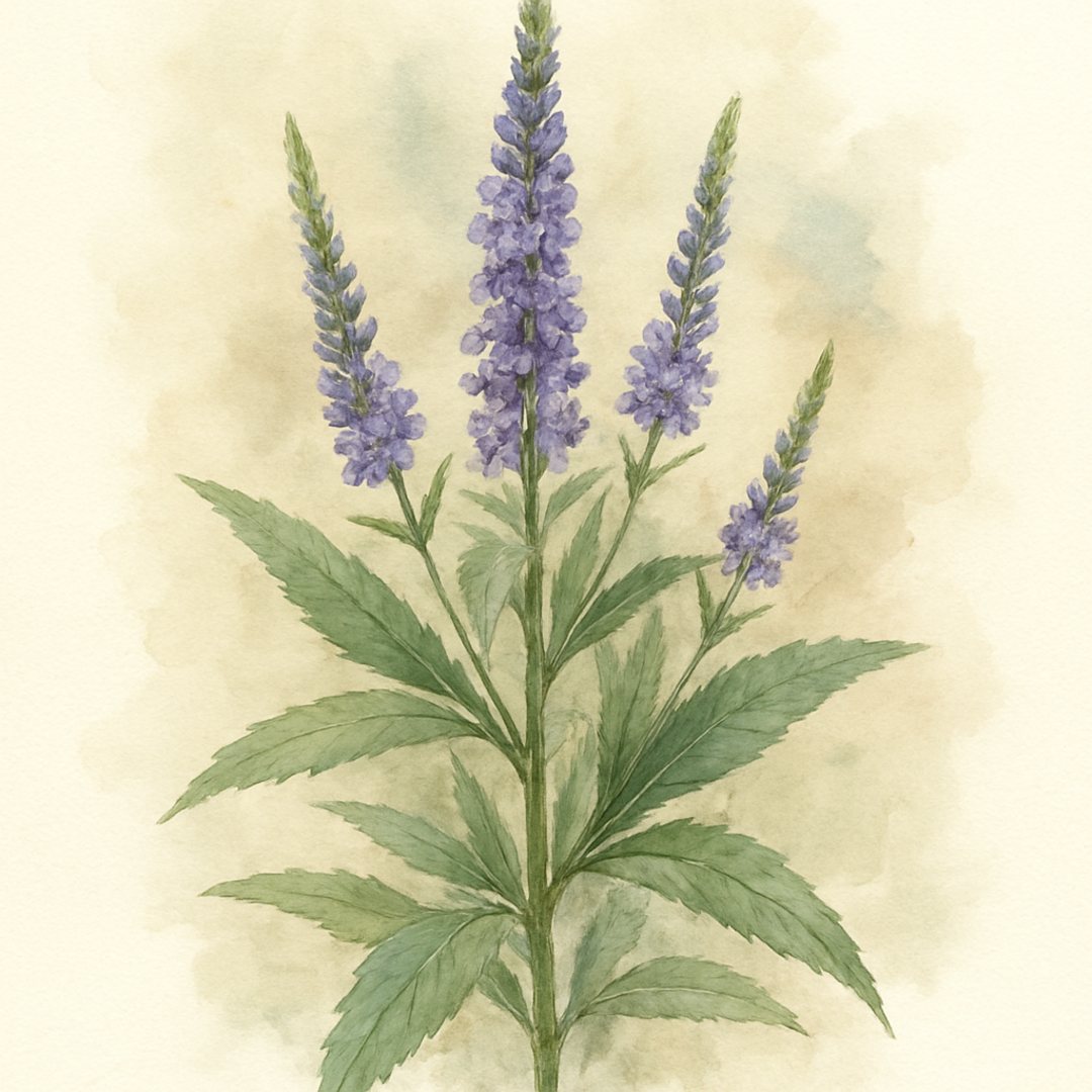 Veronica longifolia Blue Shades