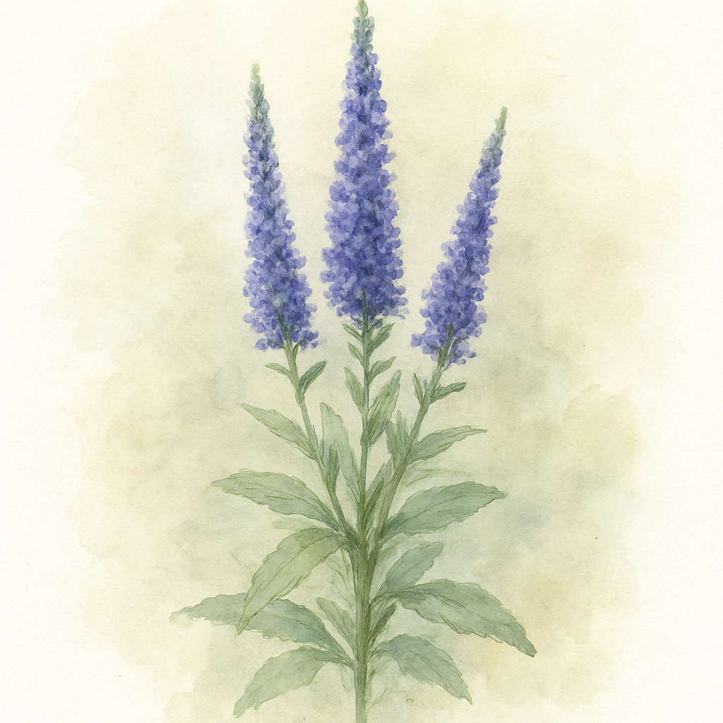 Veronica spicata