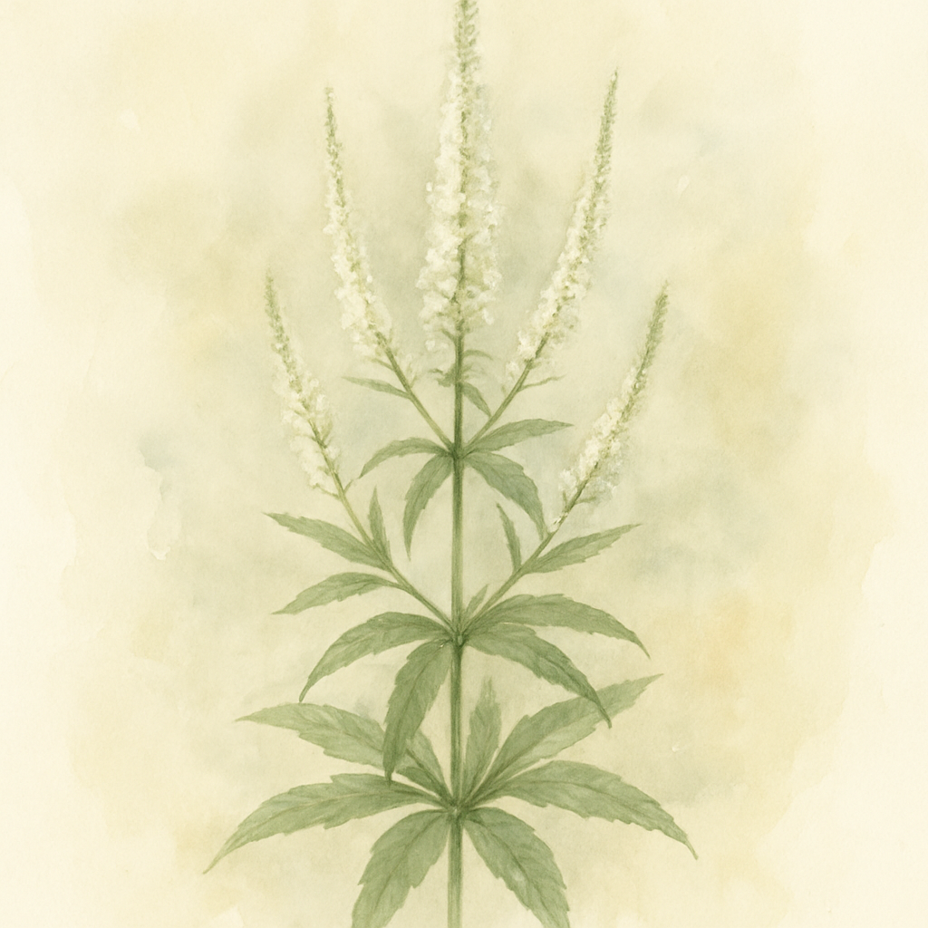 Veronicastrum virginicum Album
