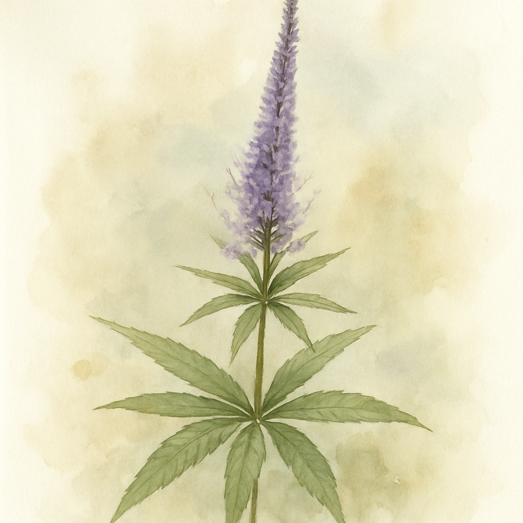 Veronicastrum Lavendelturm