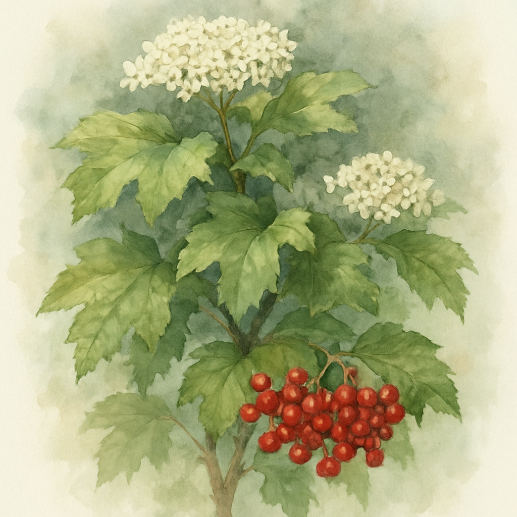 Viburnum 'Compactum'
