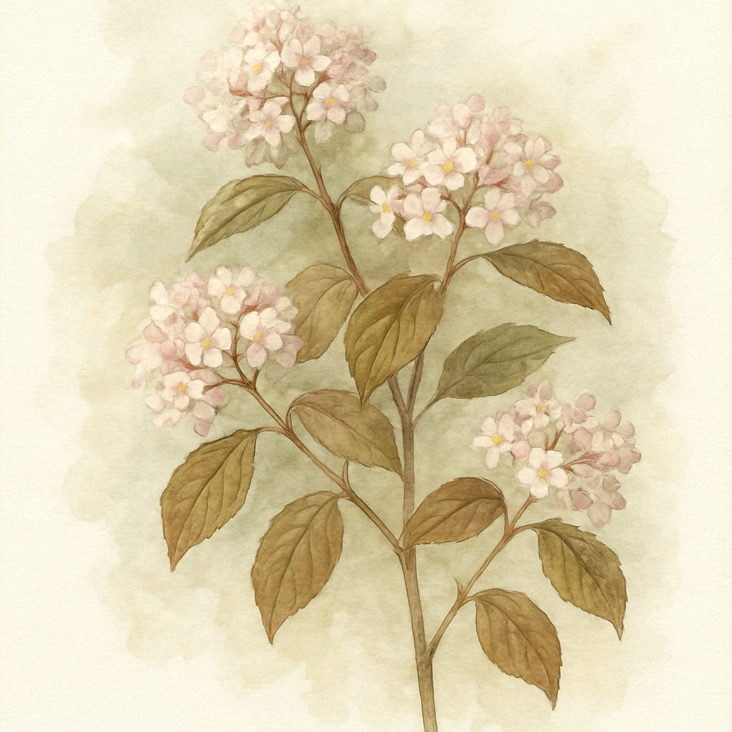 Viburnum farreri
