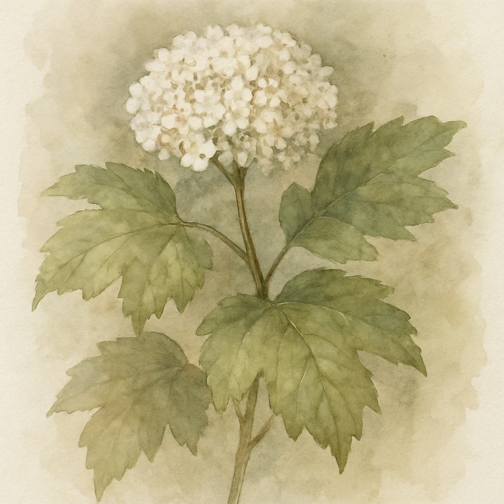 Viburnum opulus 'Compactum' Compact Guelder Rose