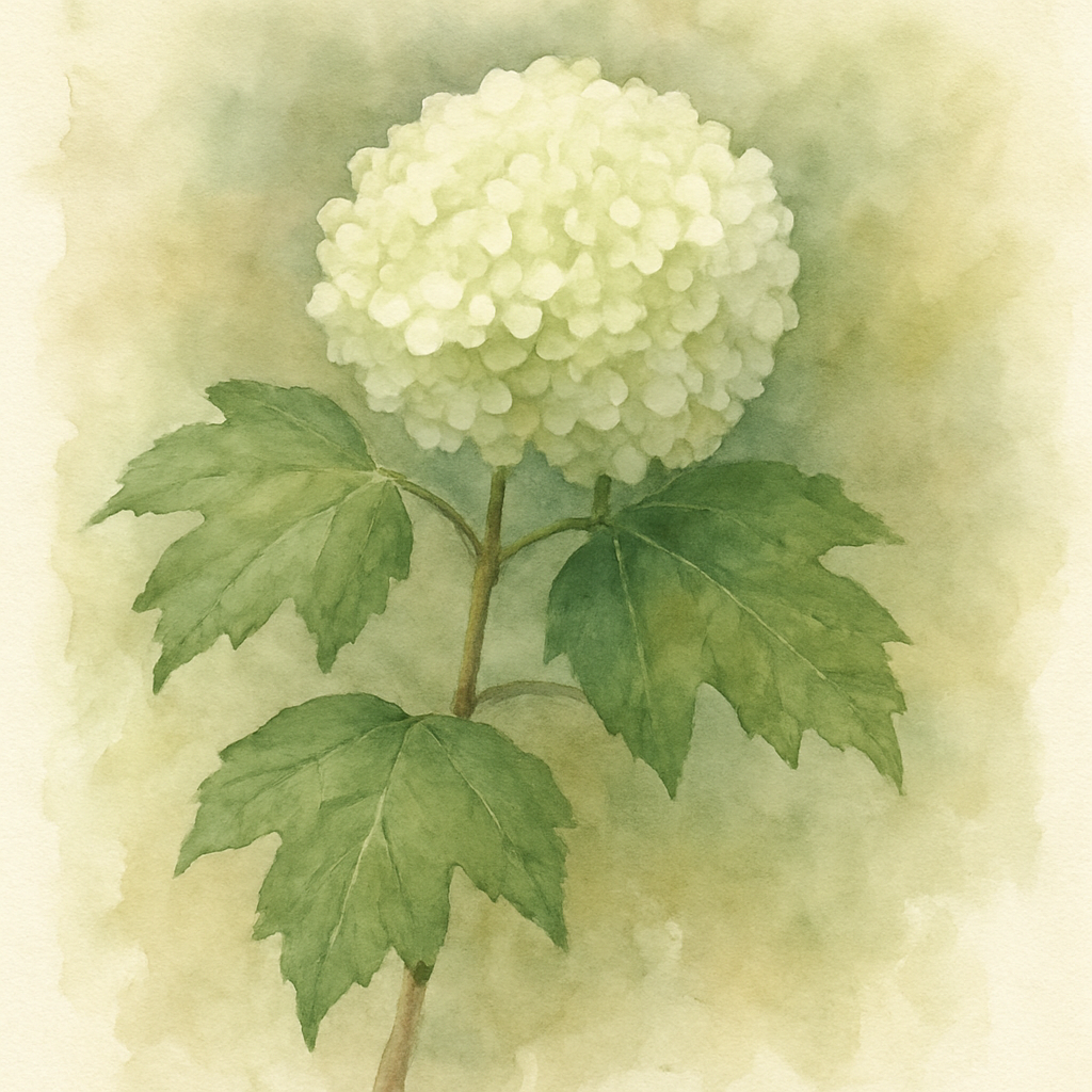 Viburnum opulus Roseum