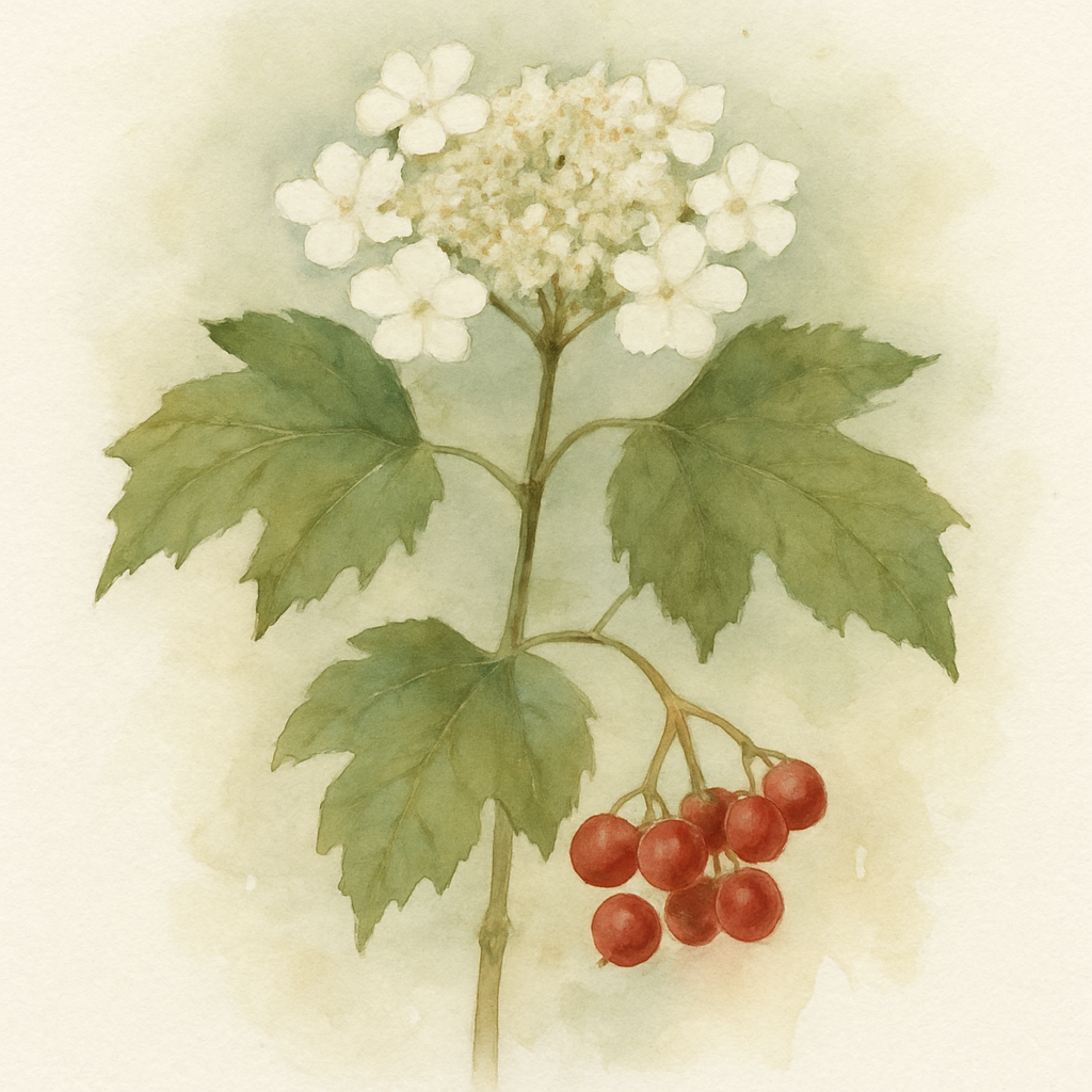 Viburnum opulus