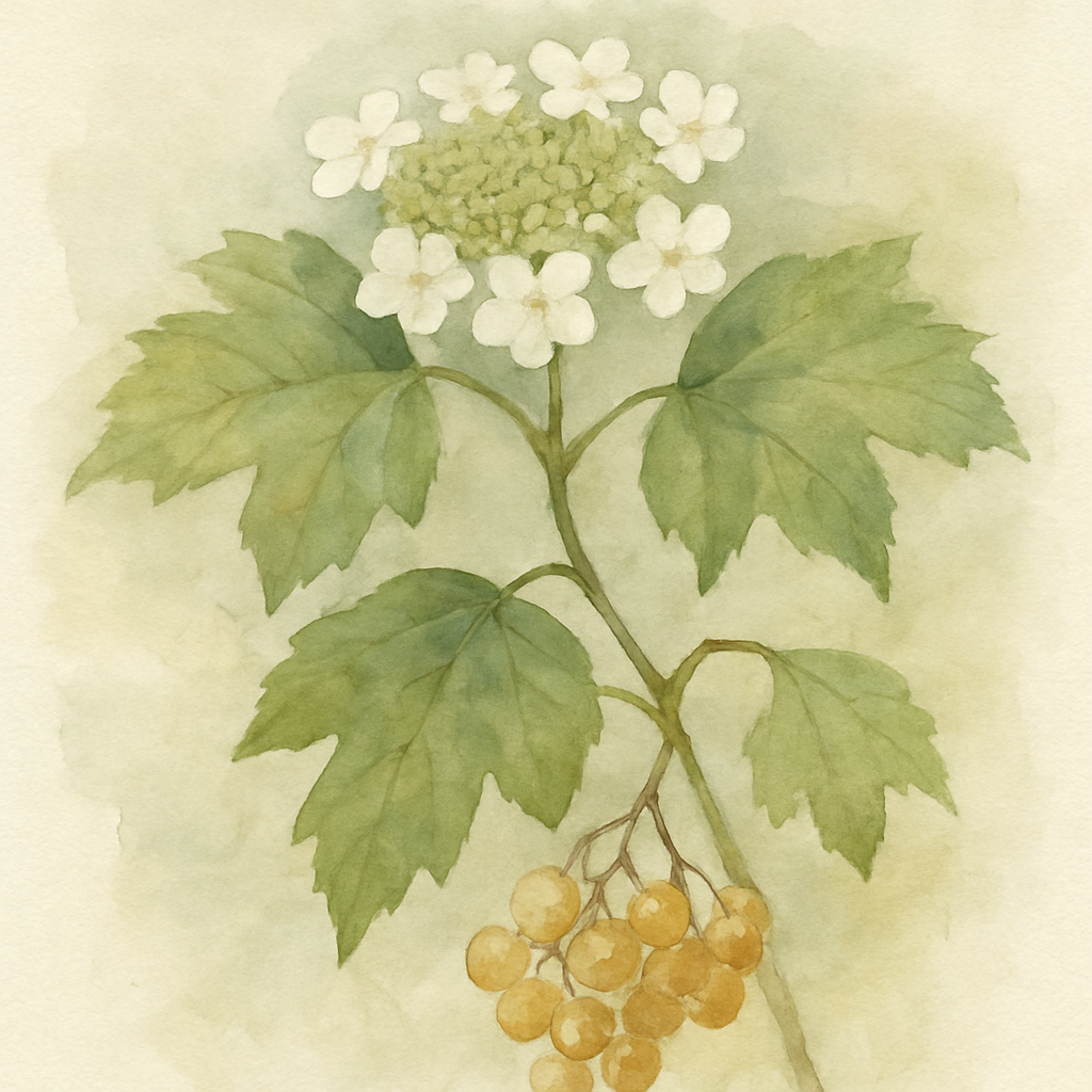 Viburnum opulus 'Xanthocarpum' - Yellow fruited Guelder Rose
