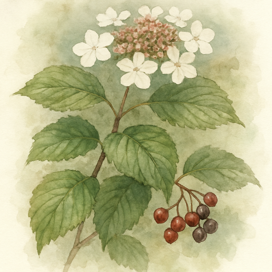 Viburnum plicatum ‘Dart`s Red Robin’