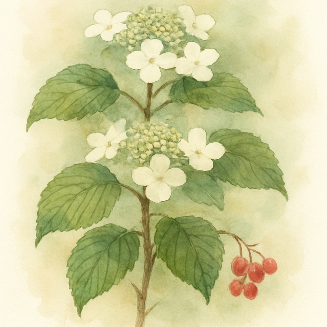 Viburnum plicatum ‘Watanabe’